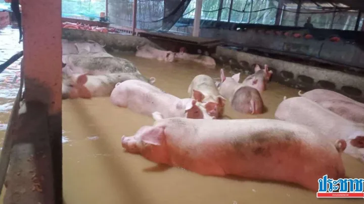 น้ำท่วมสงขลา กระทบฟาร์มหมูกลางน้ำ