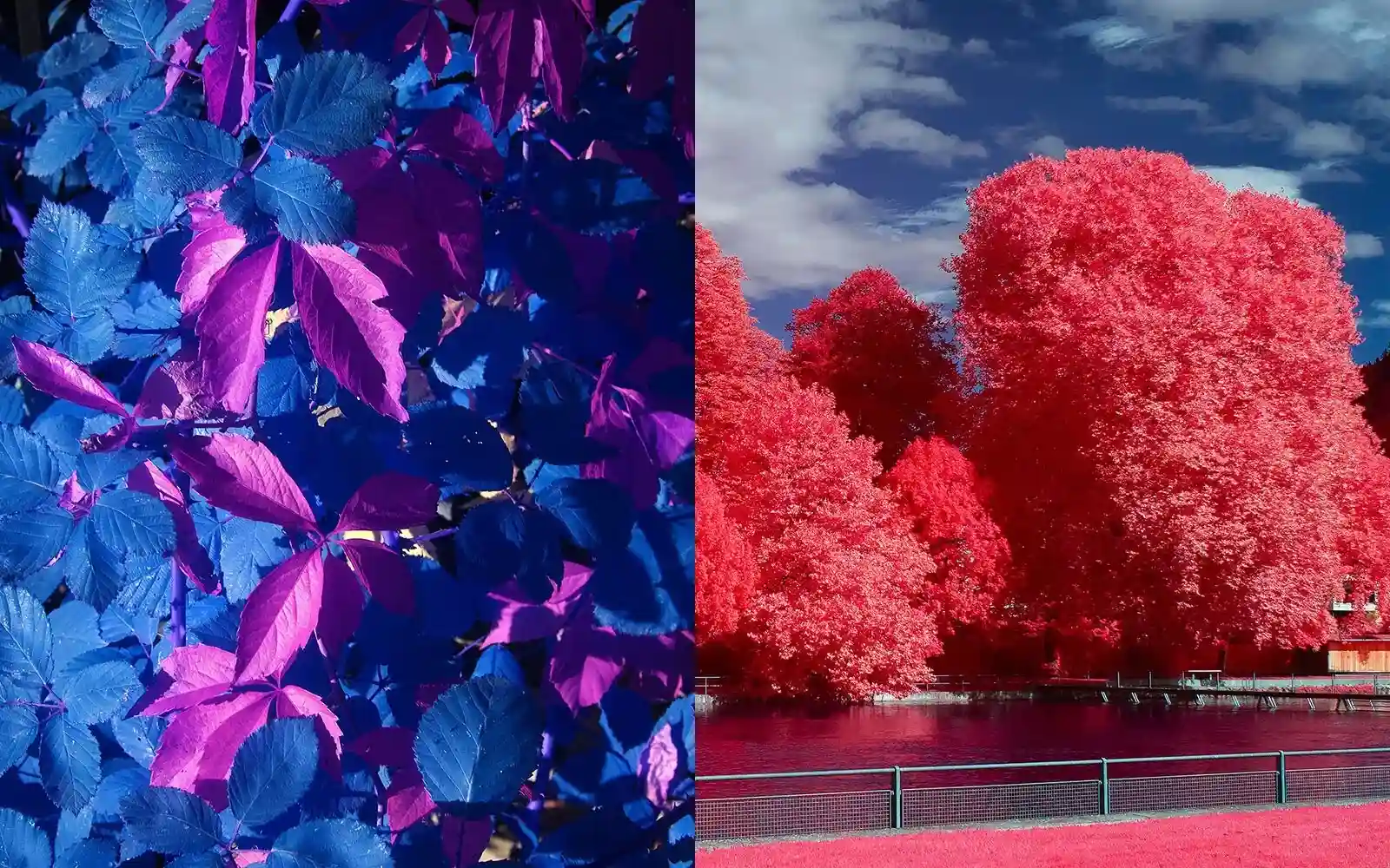 INFRARED Nikon BODY | Exclusive BLUE & AEROCHROME | IR Full spectrum IR DSLR