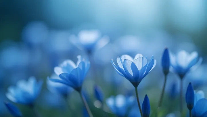 เสน่ห์ลึกลับของดอกไม้สีฟ้า